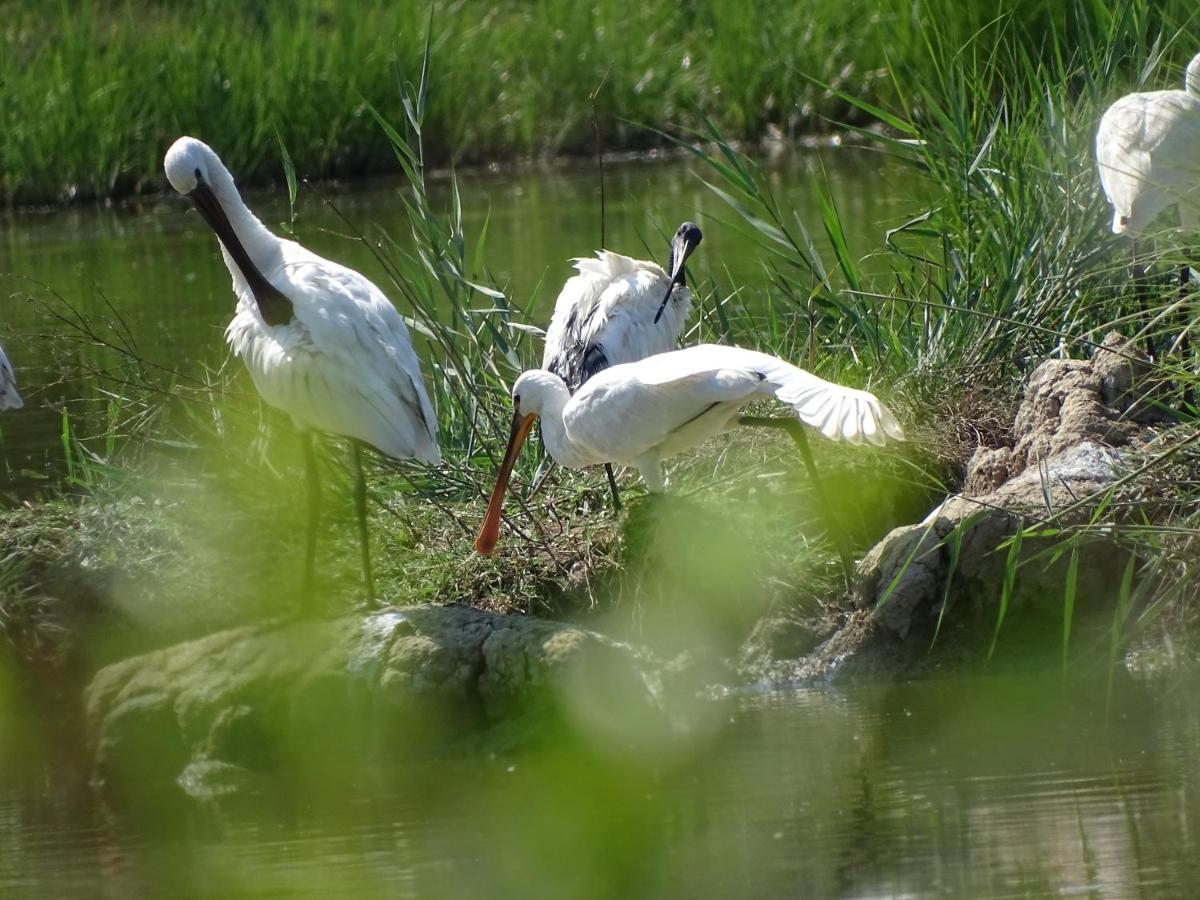 Agriturismo Venice Photobirding Tessera Kültér fotó