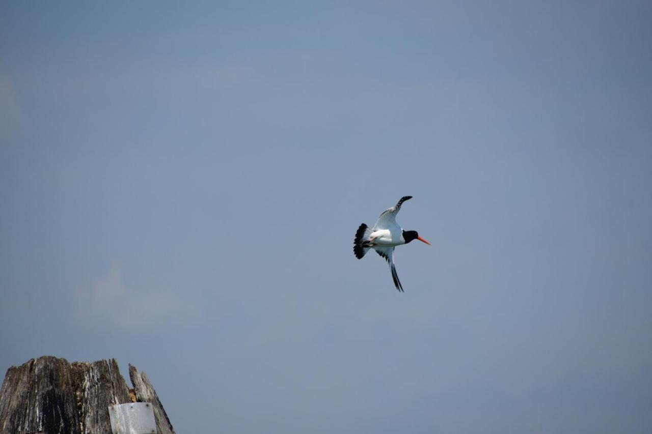 Agriturismo Venice Photobirding Tessera Kültér fotó