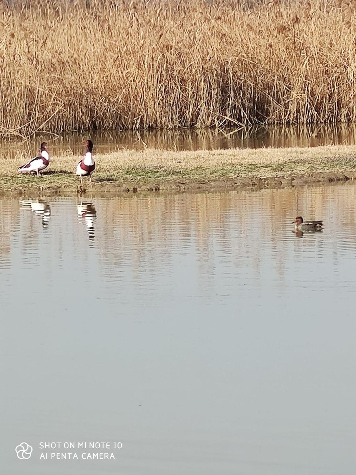 Agriturismo Venice Photobirding Tessera Kültér fotó